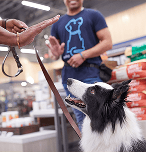 Petco Federal Way Dog Training