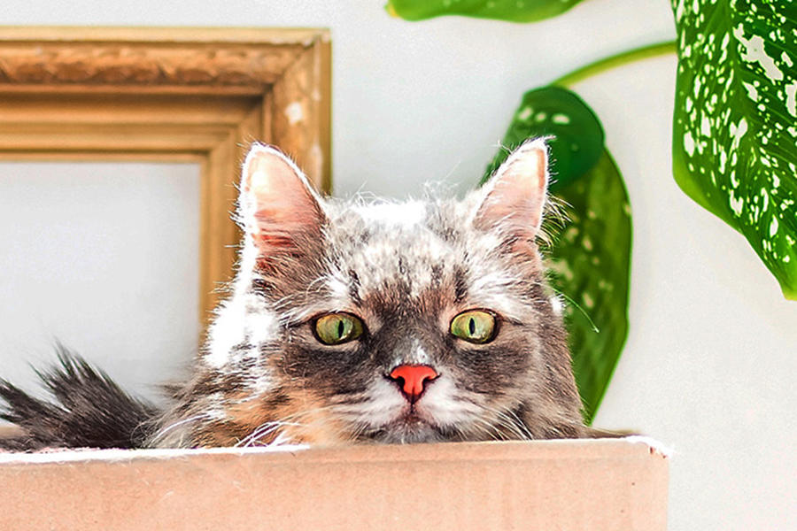 cat care