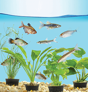 Petco Renton Aquatics Department